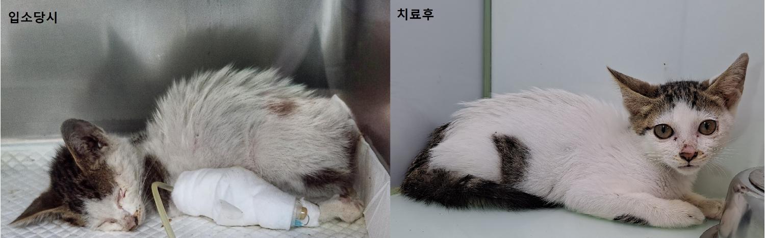 수원시 동물보호센터_441374202300823